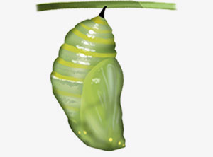 a chrysalis formed by a caterpillar
